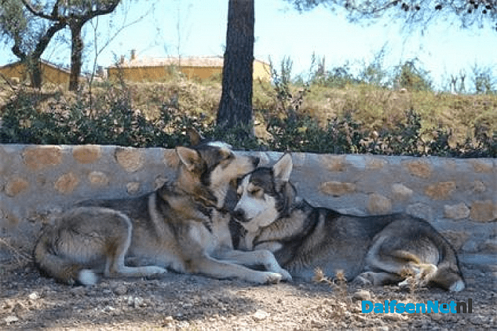 Baasje gezocht voor deze geweldige husky’s Tom&Tras!