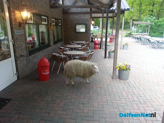 Terwijl ik sta te zingen begint het schaap te springen