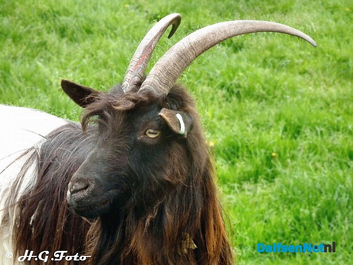 Landelijke kinderboerderijendag bij de Lindehoeve. - Foto: H.G. Foto