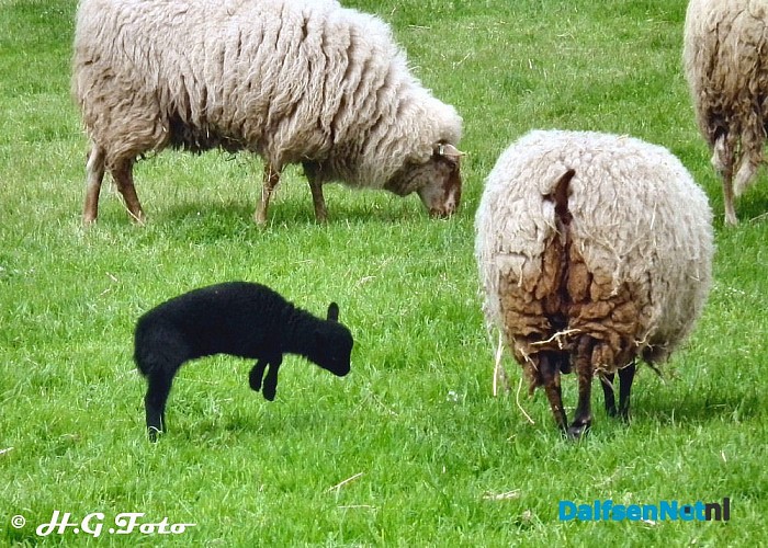 Landelijke kinderboerderijendag bij de Lindehoeve. - Foto: H.G. Foto