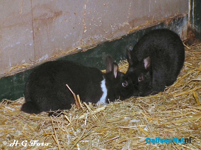 Landelijke kinderboerderijendag bij de Lindehoeve. - Foto: H.G. Foto