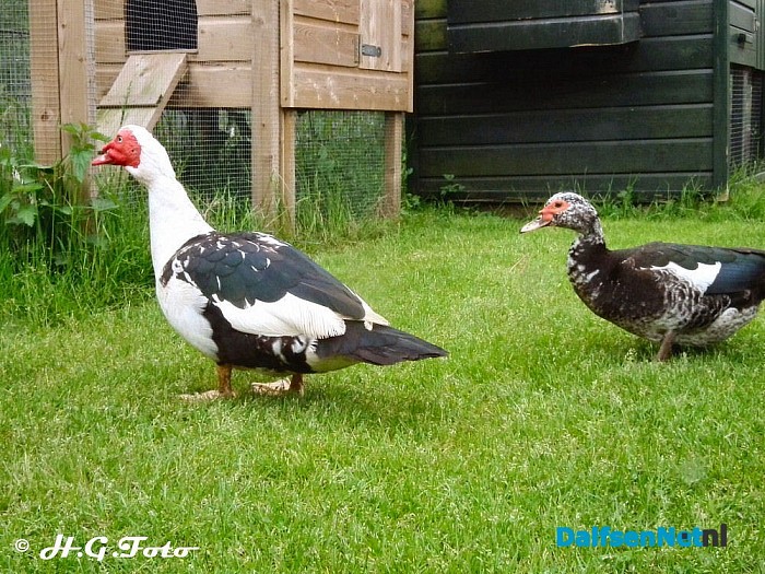 Landelijke kinderboerderijendag bij de Lindehoeve. - Foto: H.G. Foto