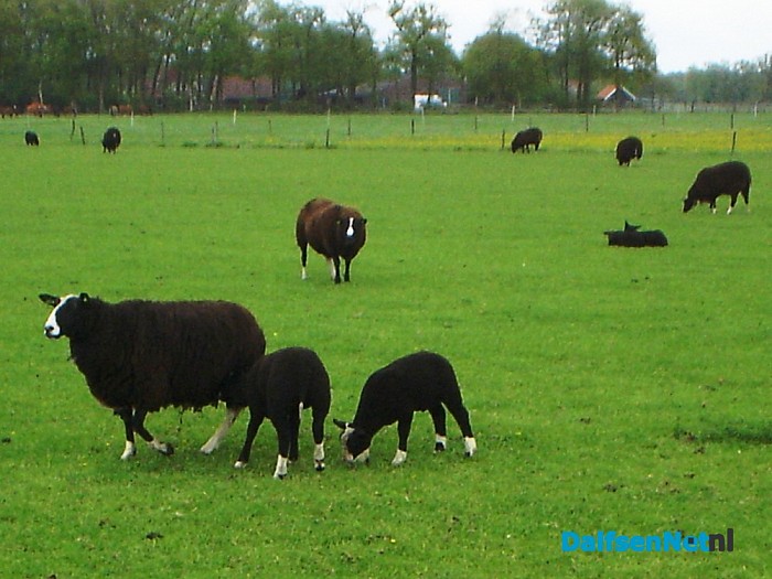 Zwarte schapen aan de Zwarteweg en meer