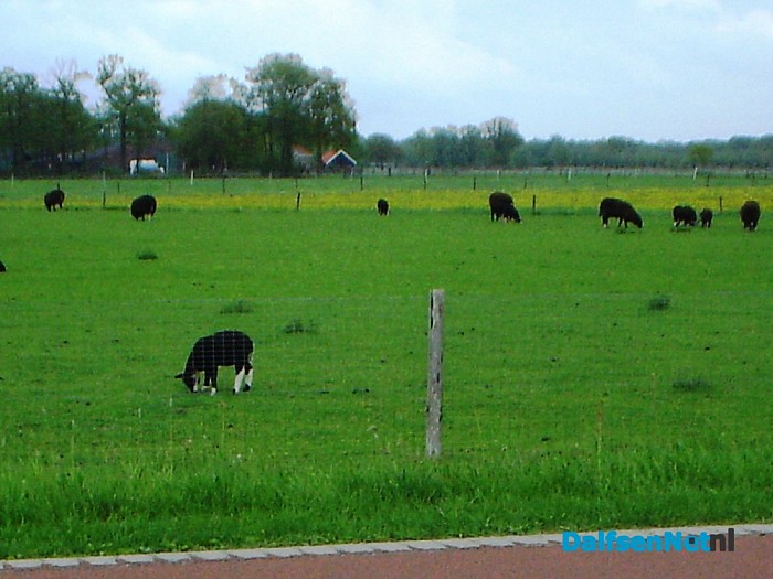 Zwarte schapen aan de Zwarteweg en meer