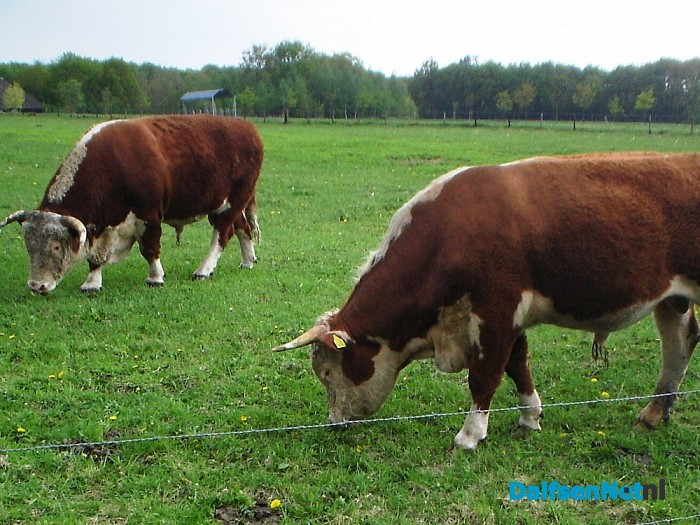 Zwarte schapen aan de Zwarteweg en meer