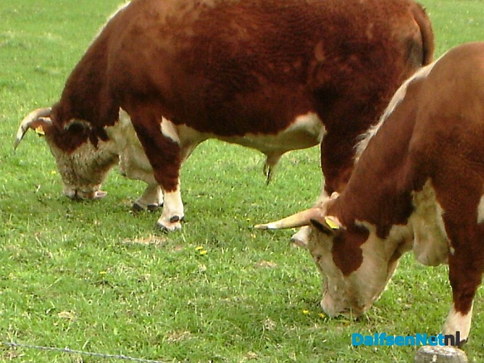Zwarte schapen aan de Zwarteweg en meer
