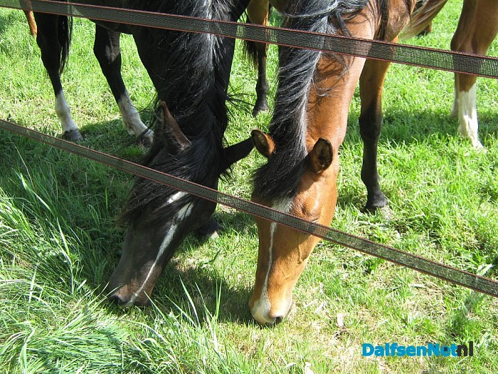 De taal der dieren