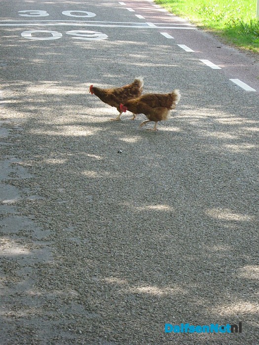 De taal der dieren