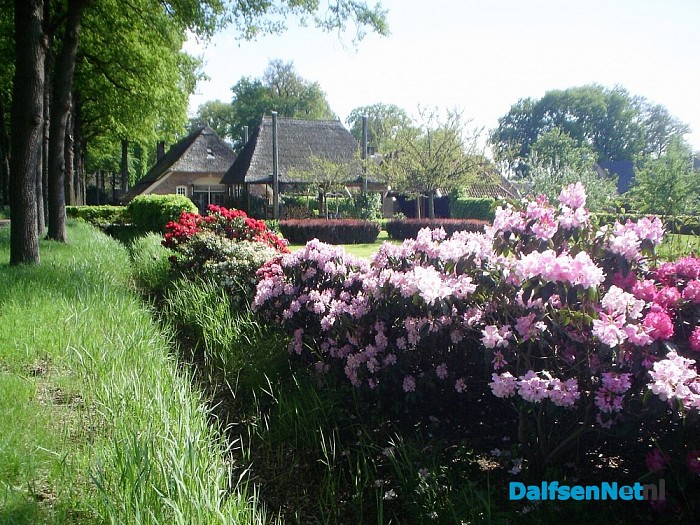 Rododendrons fleuren de boel wel op