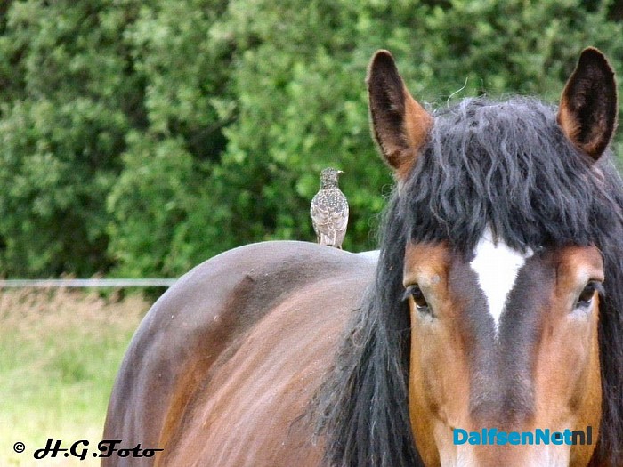 Zo maar een paar H.G. foto,s - Foto: H.G. Foto