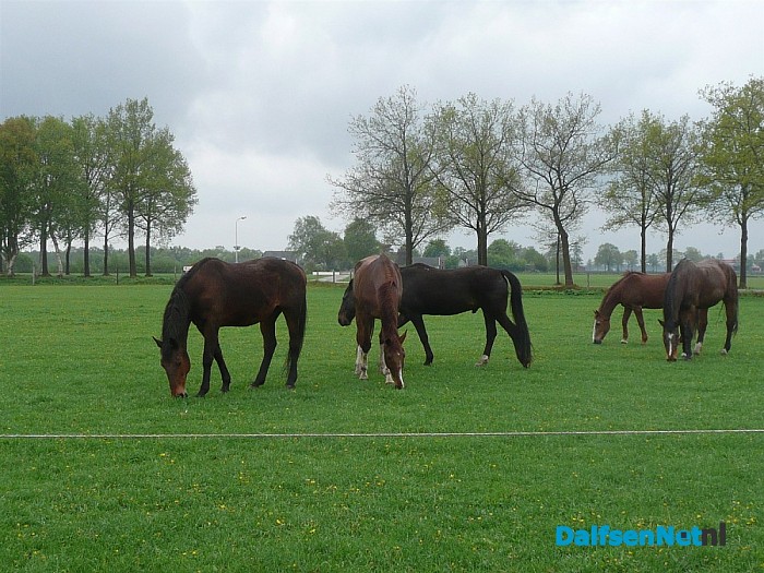 Rommelmarkt en Samen Picknicken met de paarden