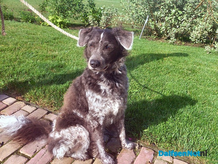 Hond gevonden.(update)