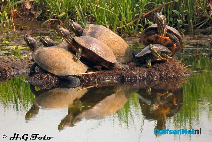 Weer een greep uit het H.G. foto archief. - Foto: H.G. Foto