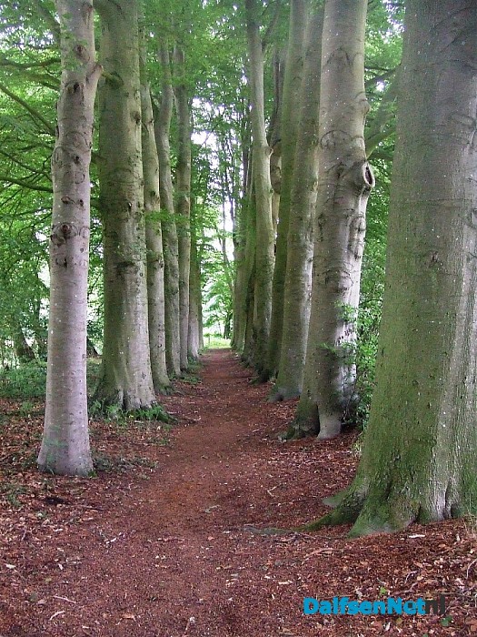 De boom