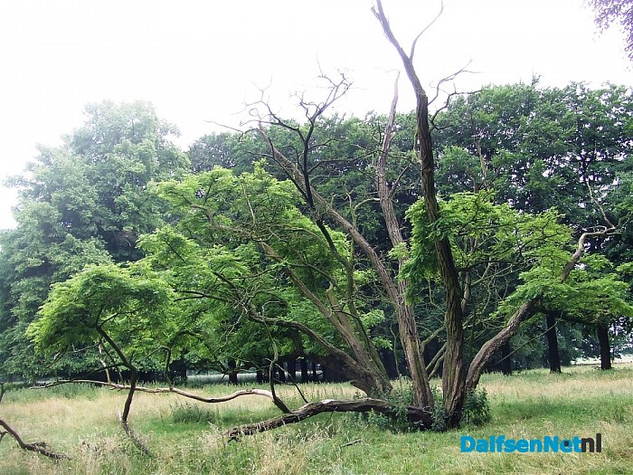 De boom