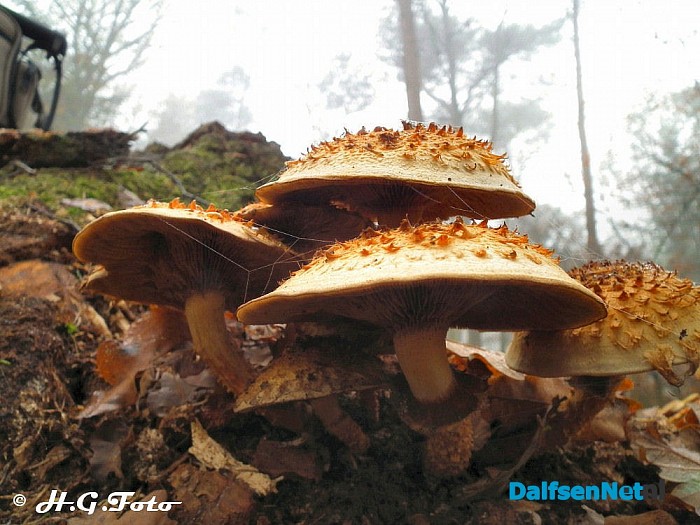Weer een greep uit het H.G. foto archief. - Foto: H.G. Foto
