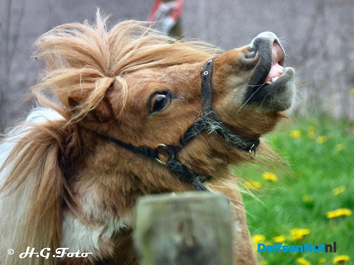 Zo maar een paar H.G. foto,s - Foto: H.G. Foto