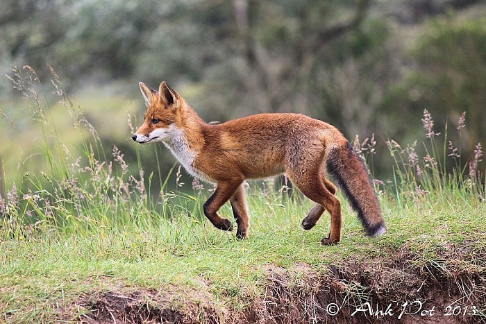De maandfoto van Ank Pot. - Foto: Ank Pot