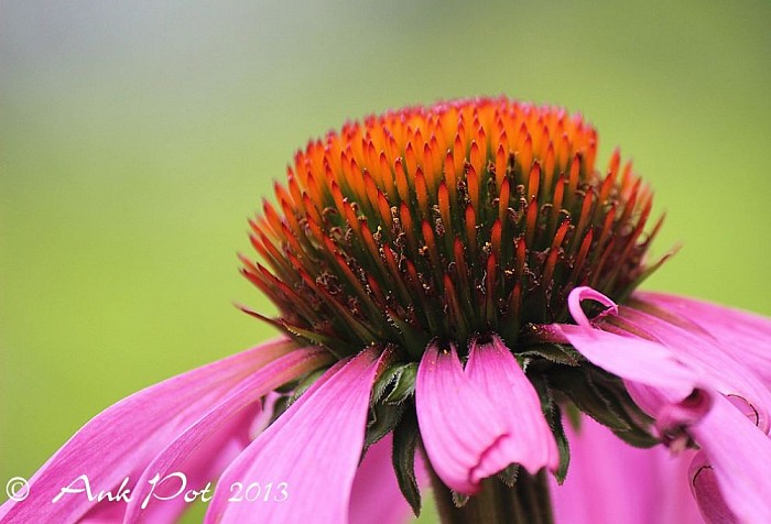 De maandfoto van Ank, Augustus. - Foto: Ank Pot