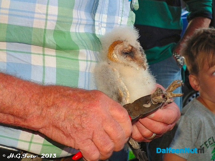 Laatste kerkuilen geringd. - Foto: H.G. Foto