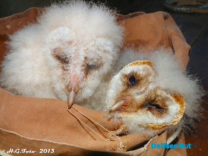 Laatste kerkuilen geringd. - Foto: H.G. Foto