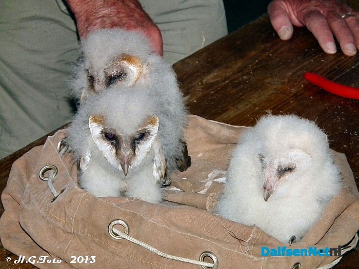Laatste kerkuilen geringd. - Foto: H.G. Foto