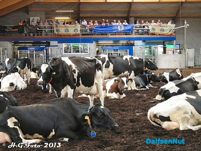 Open dag bij de Vennefarm. - Foto: H.G. Foto