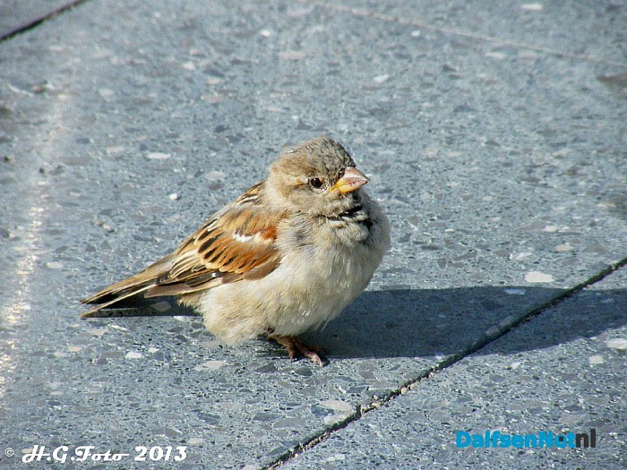 Zo maar een paar H.G. foto’s - Foto: H.G. Foto