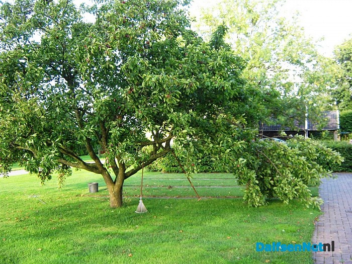 Pruimen, natuurzuiver, zo van de boom