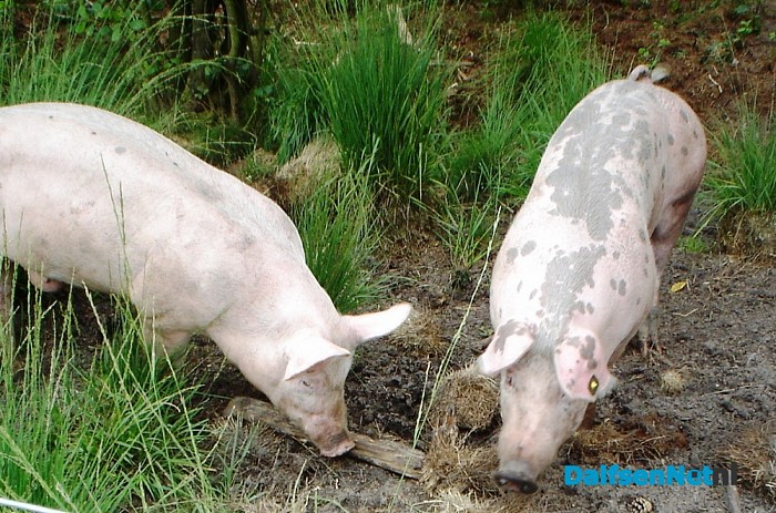 De bosvarkens zijn weer terug