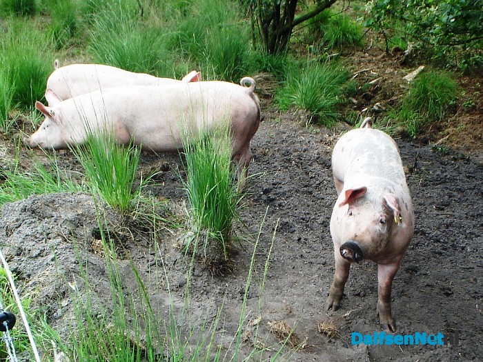 De bosvarkens zijn weer terug