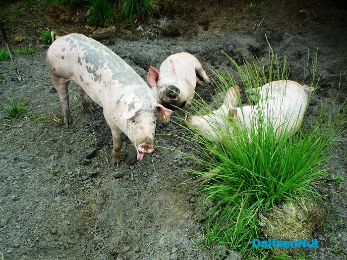 De bosvarkens zijn weer terug