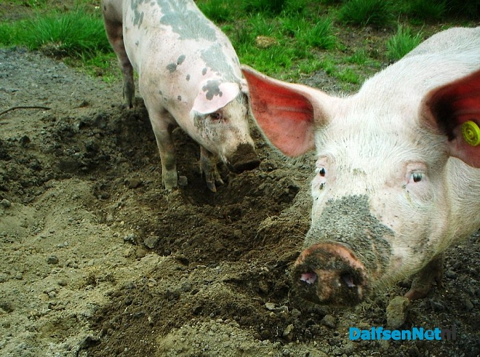 De bosvarkens zijn weer terug