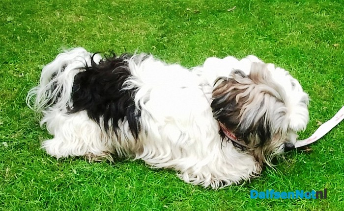 Hondje gevonden Update