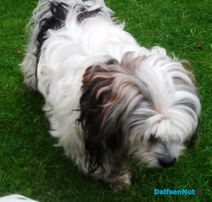 Hondje gevonden Update