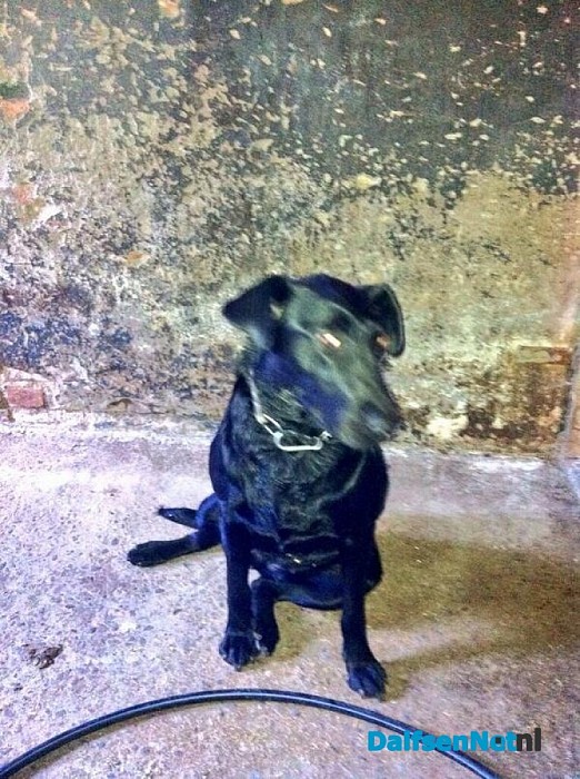 Hond gevonden