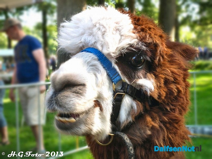 Alpaca’s gestolen. - Foto: H.G. Foto