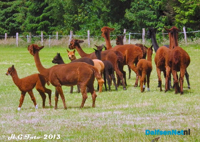 Alpaca’s gestolen. - Foto: H.G. Foto