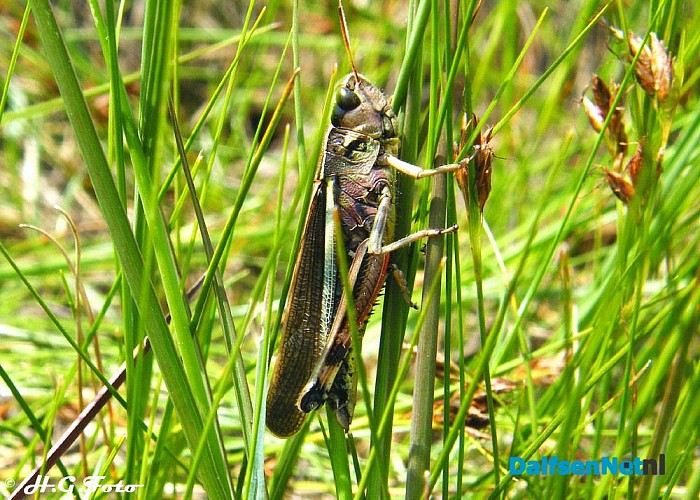 Zo maar een paar H.G. Foto’s (4) - Foto: H.G. Foto