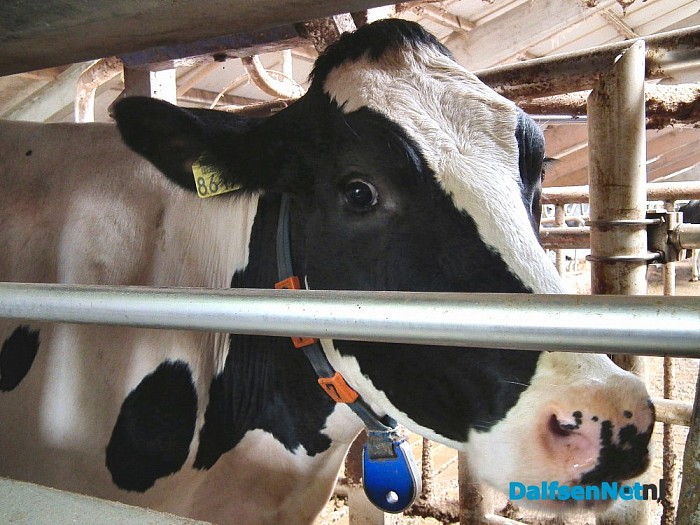 Geslaagde opendag melkvee bedrijf”Meulmans”. - Foto: H.G. Foto