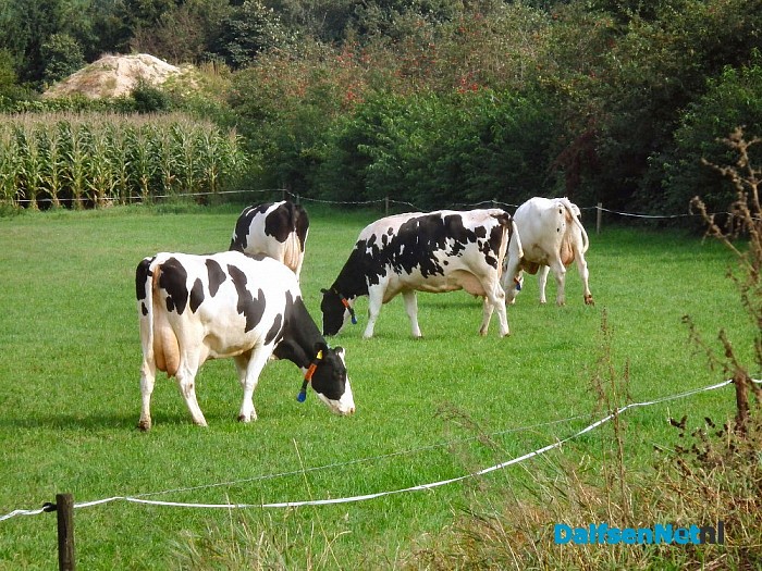 Geslaagde opendag melkvee bedrijf”Meulmans”. - Foto: H.G. Foto