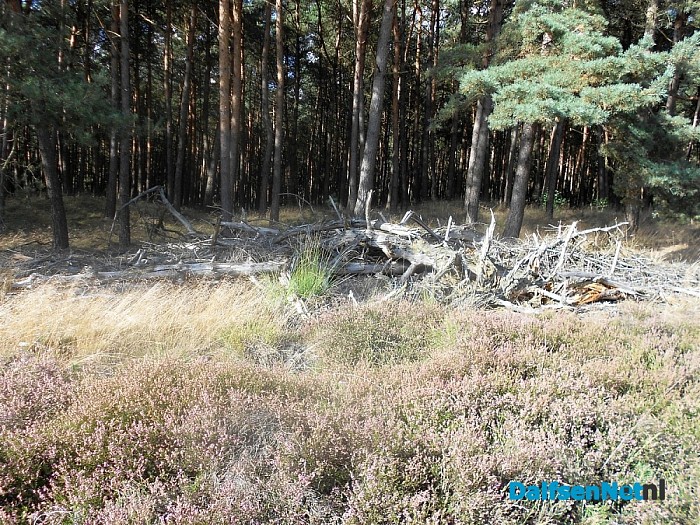 Heide bij de Heideweg
