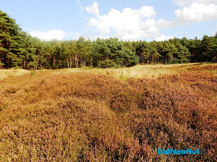 Heide bij de Heideweg