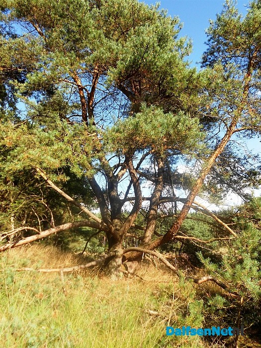 Heide bij de Heideweg