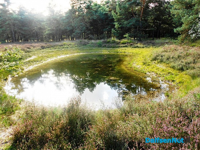 Heide bij de Heideweg