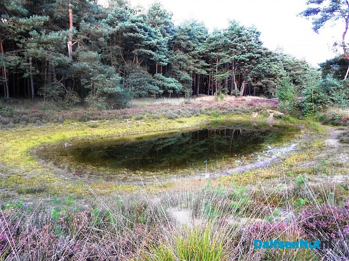 Heide bij de Heideweg