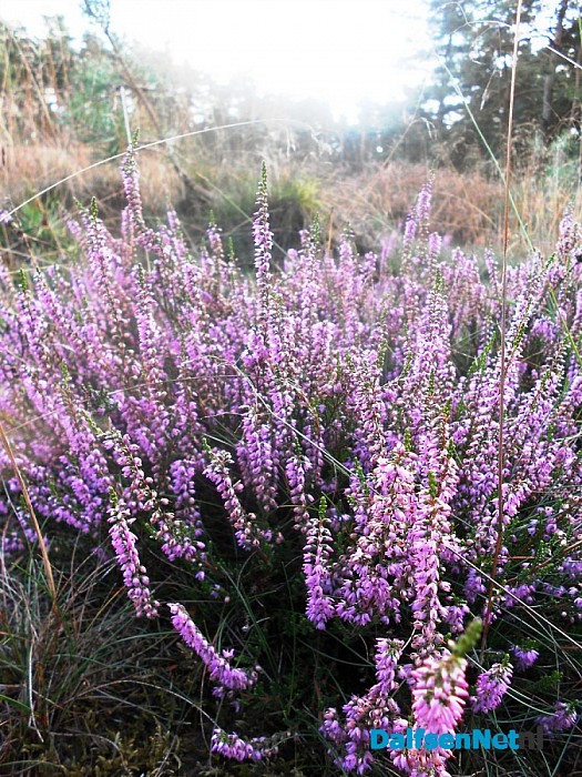 Heide bij de Heideweg