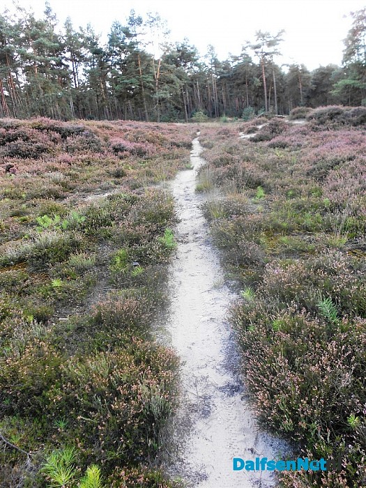Heide bij de Heideweg