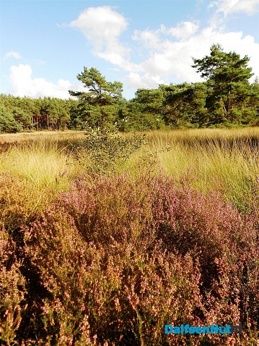 Heide bij de Heideweg
