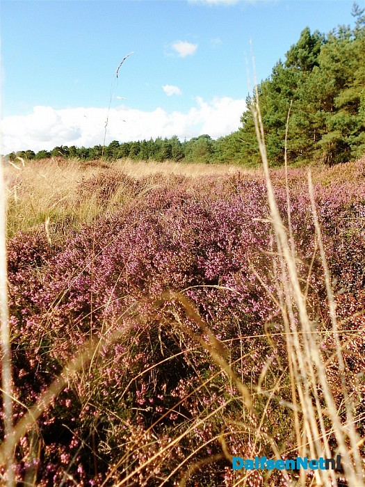 Heide bij de Heideweg